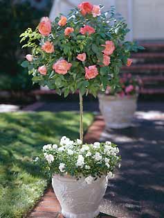 Spring Has Me Thinking About: Tree Roses - Decor to Adore